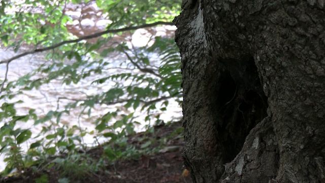 CANON VIXIA HF G50 test focus 1920x1080 смотреть онлайн