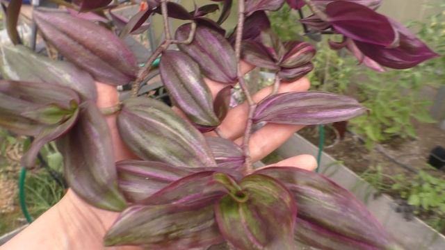 Мои традесканции. Более 20 сортов. Обзор молодой коллекции. Пышная традесканция за 3 месяца из черен