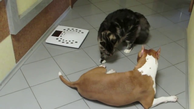 Мейн кун борется с собакой смотреть онлайн