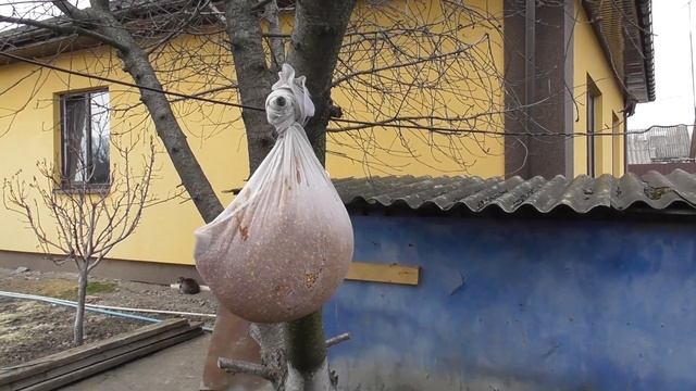 КАК ГОЛУБЯМ подготовить зерно  Состав зерно-смеси  Как травят зерно