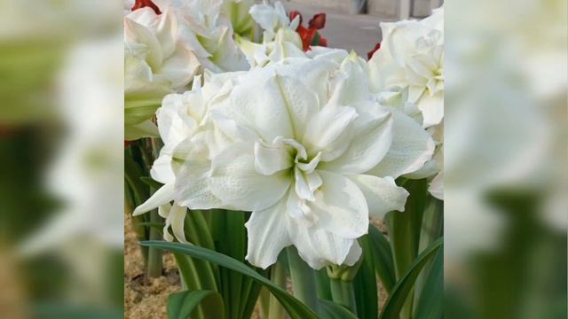 Tui cile hobo nodi, Amaryllis Flowers смотреть онлайн