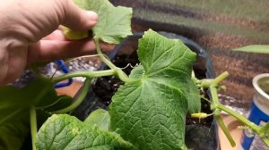 10# Болезни огурцов//Что происходит с огурцами?// Заболела моя рассада!!!#дача#огород#рассада