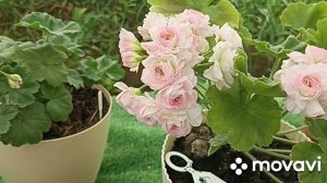 ПЕЛАРГОНИИ ТА ЭММАНУЭЛЬ И ЮВ ЗВЕЗДА ВОДОЛЕЯ // КОЛЛЕКЦИЯ ЛИПАТОВОЙ АНАСТАСИИ