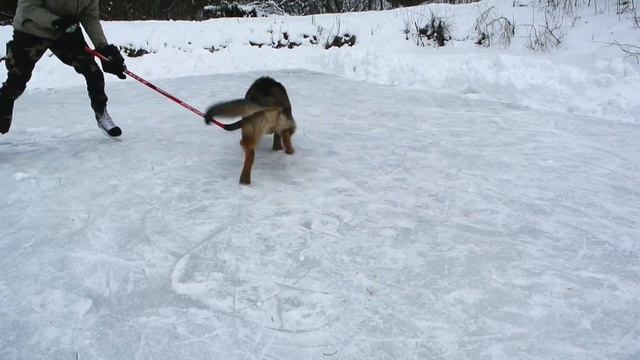 Собака хоккеист (Hockey Dog) смотреть онлайн