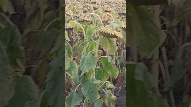 Бьём подсолнухи урожай смотреть онлайн
