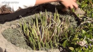 Хосты весной