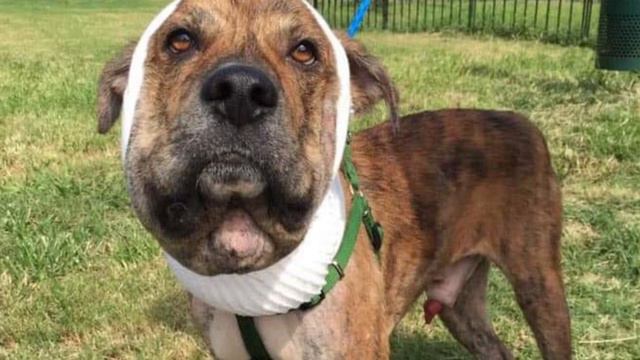 Шнурок на шее душил её год прежде чем прибыла помощь смотреть онлайн