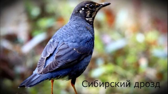 Птицы России (с названиями) смотреть онлайн