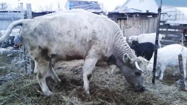 Отел у коровы ? смотреть онлайн