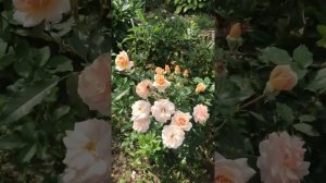 Роза Шлосс Ойтин Schloss Eutin (-) шлОсс ойтИн, Kordes, 2005