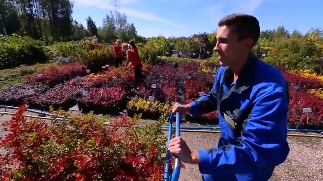 Визитка питомника декоративных растений 'Красный клен'