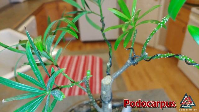 Podocarpus Bonsai