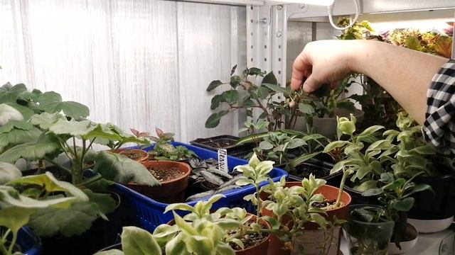 Зимняя оранжерея. Обзор моих цветов. смотреть онлайн