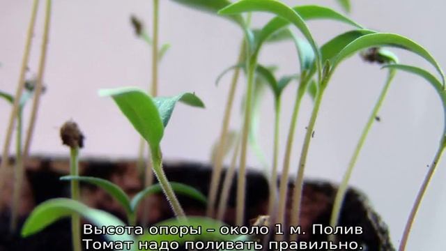 Томат Серебристая ель смотреть онлайн