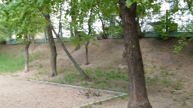 Дрозд гонит ворону смотреть онлайн