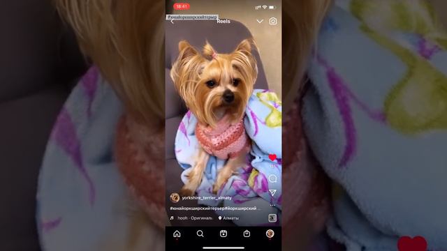 Йоркширский терьер Юна «тест на шизофрению» смотреть онлайн