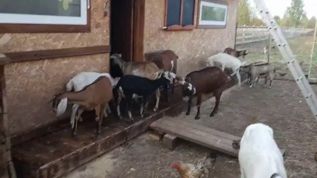 Подиум для коз.Кормим коз рыбой ,а кошку зерном...Или наоборот?.. смотреть онлайн