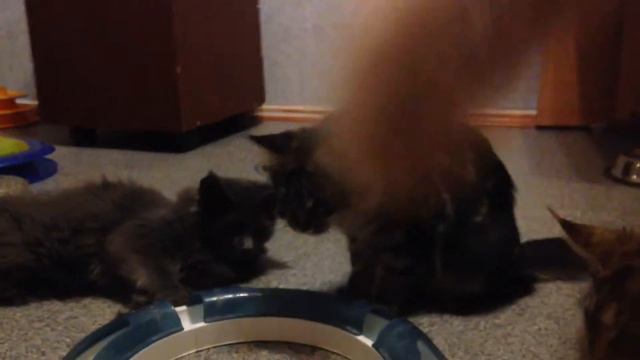 Котята питомника мейн кунов "Kind Force" смотреть онлайн