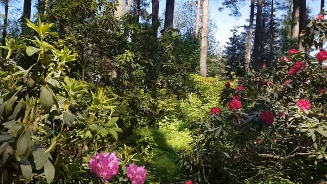 Бабите. Латвия. Парк рододендронов 3 смотреть онлайн