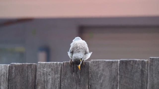 The Noisy Miner (Manorina melanocephala) смотреть онлайн