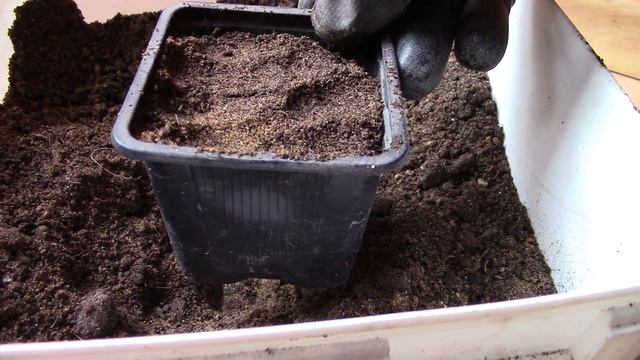 Айва. Посадка семян айвы. смотреть онлайн