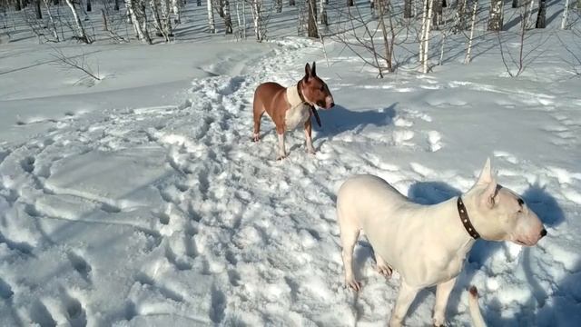 Бультерьеры питомника Афи Эфи смотреть онлайн