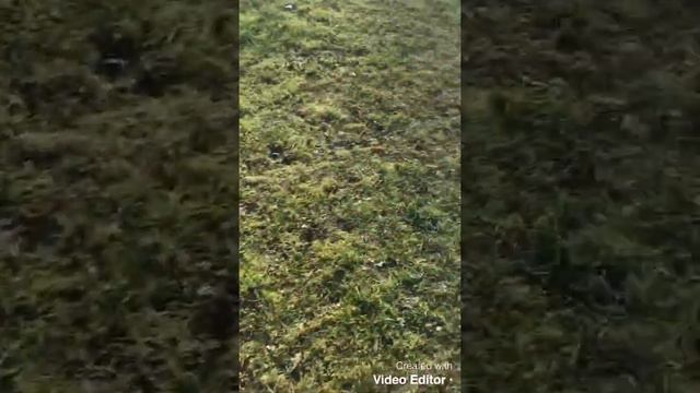 Кокер спаниель. Утренняя прогулка с Оскаром. Веселый собака. England.Cocker Spaniel. Funny dog. смотреть онлайн