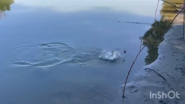 РЫБАЛКА НА ПЕЧЕНЬ. КАК ПОЙМАТЬ СОМА? смотреть онлайн