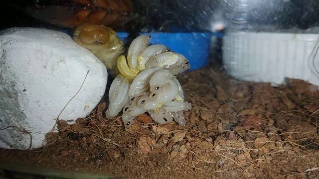 Тараканиха родила в 3:30 ночи. смотреть онлайн