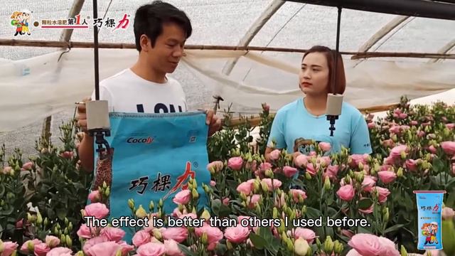 Cocoly granular water soluble fertilizer makes flowers more production смотреть онлайн