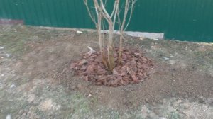 Пересадка сирени весной и осенью - процесс и результат.