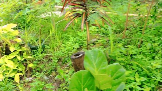 Alocasia Black Magic #alocasia