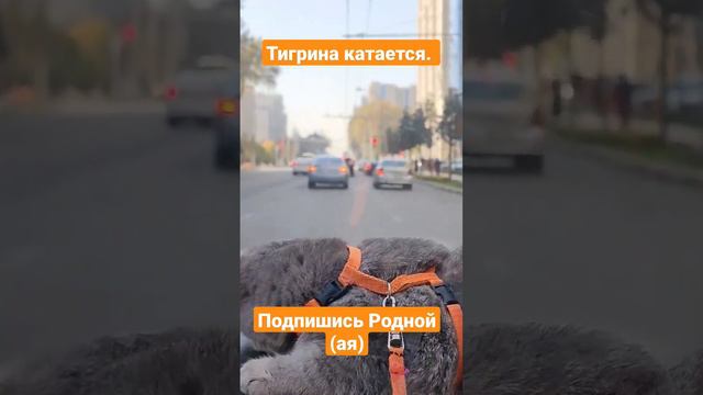 Шотландская вислоухая кошка Тигрина катается на машине. #шортс смотреть онлайн