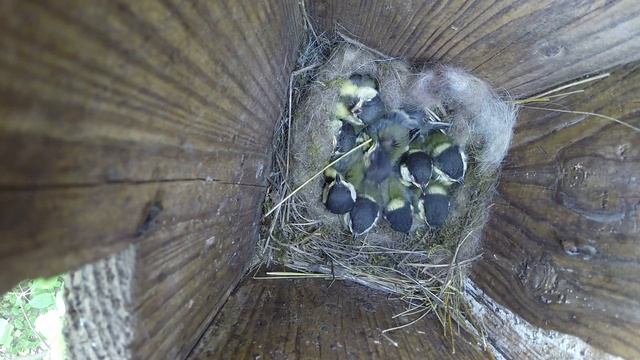 Синица большая №150603 3 скворечник в школьном саду 2015 06 05 11