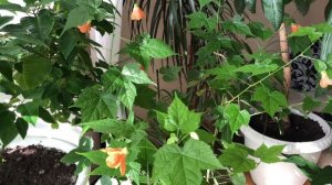 АБУТИЛОН  КАК УХАЖИВАТЬ ДОМА ВИДЕО | Абутилоны уход в домашних условиях