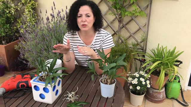 Cómo cuidar Dendrobium Berry Oda смотреть онлайн
