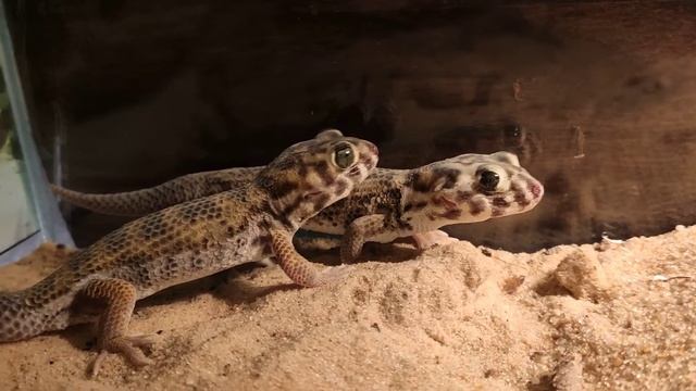 Мои сцинковые гекконы|My geckos Skinks are quite смотреть онлайн