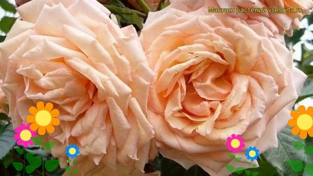 Роза плетистая Барокк. Краткий обзор, описание характеристик, где купить саженцы Barock смотреть онлайн