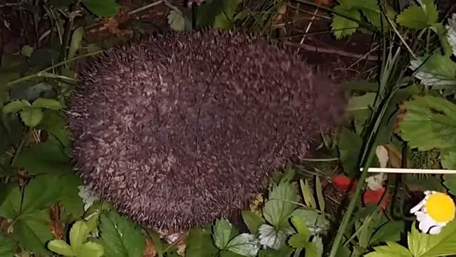 Funny hedgehog ))) смотреть онлайн