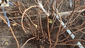 Как избавиться от Стеклянницы на черной смородине методы борьбы