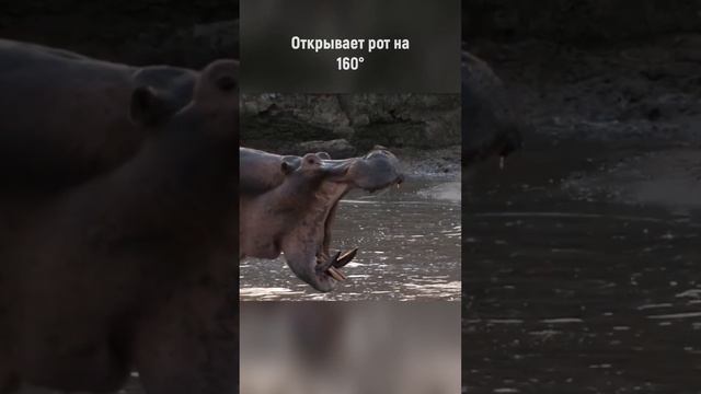 У этого опасного животного одни из самых длинных клыков! Хохот бегемота смотреть онлайн