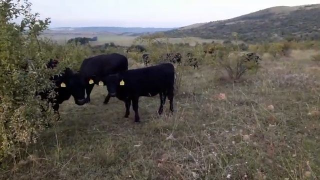 Бычки Абердин - ангус продажа смотреть онлайн