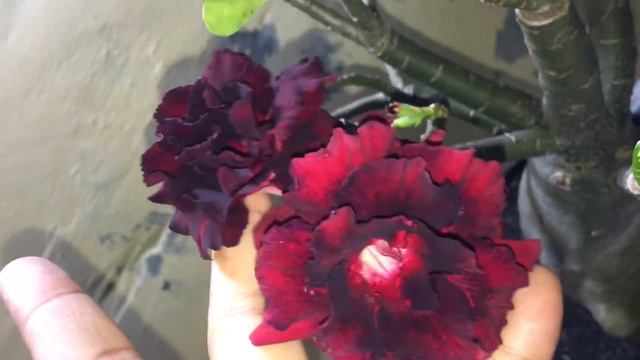 Adenium amata смотреть онлайн