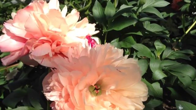 Peony Command Performance - www.peonyshop.com смотреть онлайн