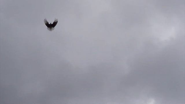 Накидка молодежи 09.05.2017 смотреть онлайн