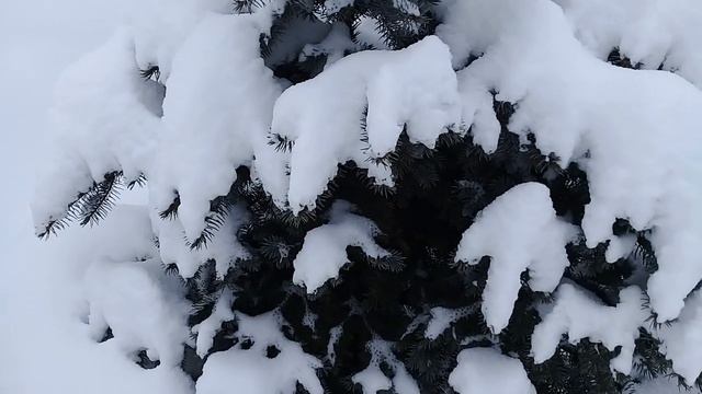Хвойный сад Гончаровых.Хвойные после снегопада. смотреть онлайн