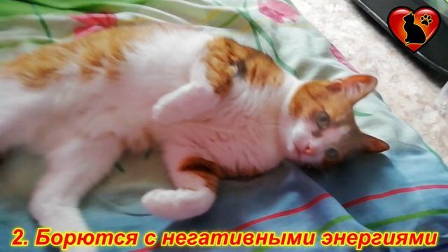 5 Причин Почему Нужно Завести Кошку в Доме!!! смотреть онлайн