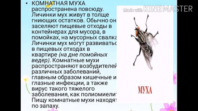 Насекомые смотреть онлайн