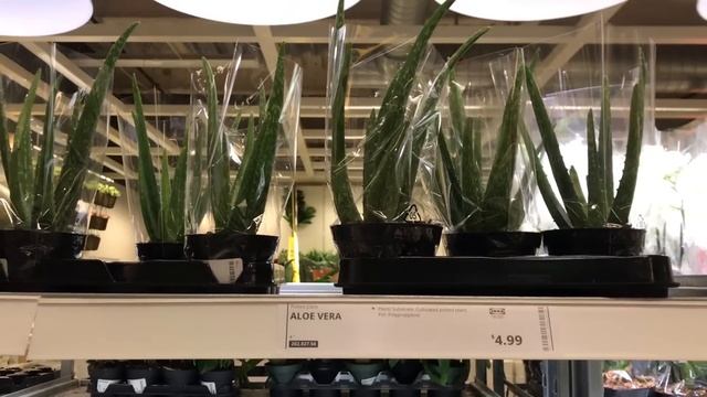 IKEA Finally Reopened: Plants FULLY STOCKED! | Lots of Plant Pots, Plant Stands, & Decoration Ideas смотреть онлайн