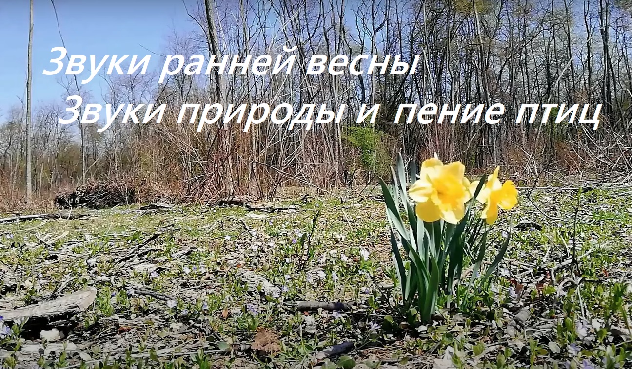 Звуки ранней весны. Красивое пение птиц в весеннем лесу. Музыка весны для отдыха смотреть онлайн